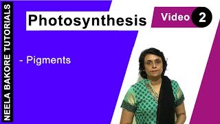 Photosynthesis  NEET  Pigments   Neela Bakore Tutorials [upl. by Yelsew691]