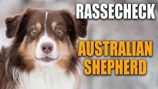 Rassecheck  Australian Shepherd  Red Merle Blue Merle  Rasseportrait Rassebeschreibung [upl. by Neeroc906]