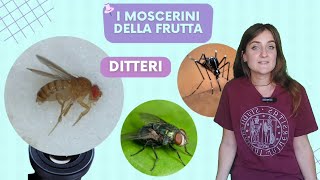 I moscerini della frutta [upl. by Coriss]