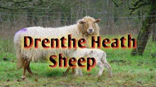 MAZING  Drenthe Heath Sheep  Ancient Breed of the Netherlands  ANIMAL  4K [upl. by As534]