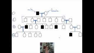 Introduction to Pedigrees [upl. by Koetke]