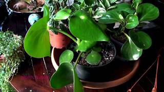 Peperomia Collection [upl. by Mckinney]