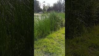 Bosque de Tláhuac la laguna 🌴🏞️🌱 [upl. by Rraval557]