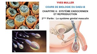 Chapitre 6  2ème Partie  Le système génital masculin  Cours de Biologie du DAEUB [upl. by Netneuq]