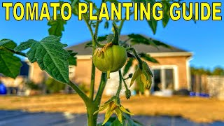 Complete Guide To PLANTING TOMATOES And FERTILIZING TOMATOES [upl. by Nashom]