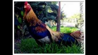 Cobra Asil Shamo Brazilian Bowman Poultry Farm [upl. by Ahsropal]