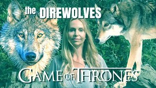 The REAL LIFE DIREWOLVES of GAME OF THRONES [upl. by Akcira]