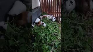 Sarapan guineapig animals marmut capybara rabbit pets reptiles ternak cute cuteanimals [upl. by Ennahgiel]