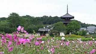 奈良･斑鳩 法起寺とコスモス Cosmos flowers in Ikaruga Town Nara201310 [upl. by Peria]