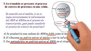 Ciencias 07 Saber 11 ICFES ADN y ARN Síntesis de Proteínas [upl. by Huttan]