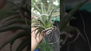 Air Plant airplantsandhome shortsfeed airplants shortsfeed garden [upl. by Ayatan]