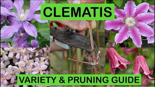 CLEMATIS VARIETY amp PRUNING GUIDE – How to prune and great varieties to grow [upl. by Neibart]