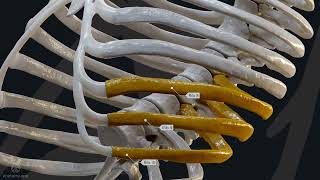 The Anatomy of Ribs types of ribs parts of ribs and movements during breathing [upl. by Orms]