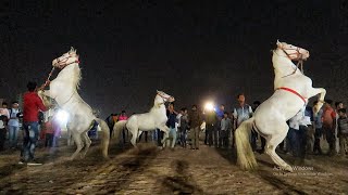 3 Horses Dancing 🦄 on Music Beat Unbelievable [upl. by Catha]