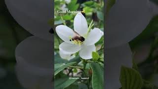 NATURE BEAUTY🤍🐝 nature natureflowers flowers honeybee naturelovers [upl. by Calica]