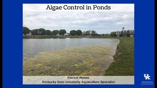 Algae Control in Ponds [upl. by Halilak]