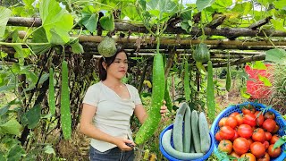 harvest tomatoes gourds making luffa trellises harvest crops my rural life [upl. by Idissak310]