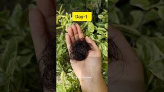 💯बालों का झाड़ना रातों रात रूकेगा बाल होगें लंबे घने कालेFenugreek For Hair Growth shorts viral [upl. by Lola]