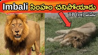 S8Imbali Male Lion Sad Story in Telugu  Imbali Lion Pride in Telugu  Unique Praveen [upl. by Biddie]