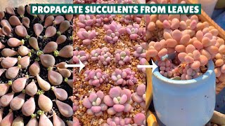 How I Propagate Succulents from Leaves in 6 Months 🪴 多肉植物  다육이들  Suculentas [upl. by Allemaj]