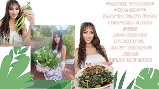 Water Spinach  Ong Choy  how to grow and cook [upl. by Nicolle]