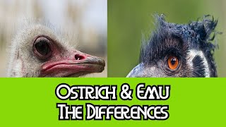 Ostrich amp Emu  The Differences [upl. by Gefell]