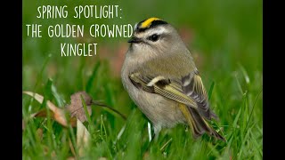 Spring Spotlight  The GoldenCrowned Kinglet [upl. by Also]