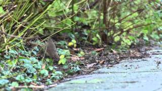 Siberian Rubythroat  Calliope calliope [upl. by Dillon]