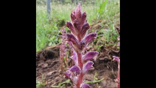 Orobanche minor the hellroot Greece by Theo [upl. by Ycnaffit918]