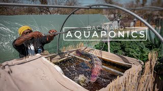 Backyard Aquaponics Farming Fresh Fish and Vegetables  PARAGRAPHIC [upl. by Annaitsirhc]