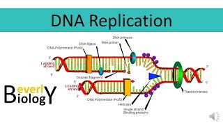 DNA replication [upl. by Emeric]