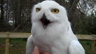 Harry Potter owls Hedwig and Errol in Aberdeenshire [upl. by Donnenfeld]