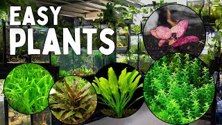 These 12 Aquarium Plants are the Easiest to Grow [upl. by Dodi]