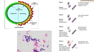 Gram staining procedure [upl. by Gennifer641]