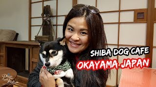 Shiba Inu Cafe in Okayama Japan [upl. by Namyw]