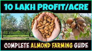 Almond Farming Step by Step Complete Guide  How to grow Almonds Tree from Seed at Home [upl. by Goldman207]