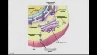 BIO5453CellOrganellesandTheCellasaproteinfactory [upl. by Punke]