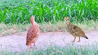 Beautiful partridge in Nawab Shah Sindh [upl. by Teeter]