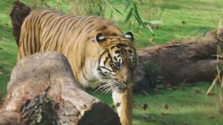 Tiger Lodge at West Midland Safari Park [upl. by Joel464]