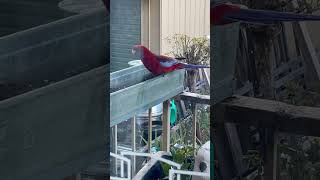 Crimson rosella eating seeds australia rosella bird red cute [upl. by Innus]