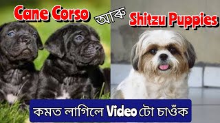 Show Quality Puppies sale in Guwahati at Low Price ❤️ All Over Assam amp North East Delivery 🚚 [upl. by Sirkin]