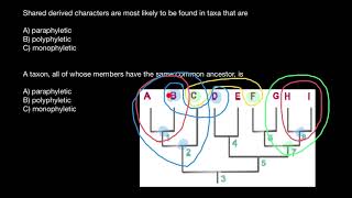 Concepts of Monophyletic Paraphyletic Polyphyletic groups [upl. by Canada]