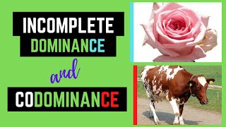 Incomplete Dominance and Codominance Non Mendelian Genetics [upl. by Obau897]