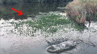 Sacramento river fishing reportCalifornia Delta fishing [upl. by Nobie]