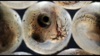 Fish hatching from eggs under the microscope [upl. by Takashi]