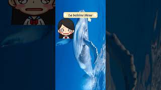 La baleine bleue et son ❤️ documentaire lesavaistu animaux baleine [upl. by Deina]