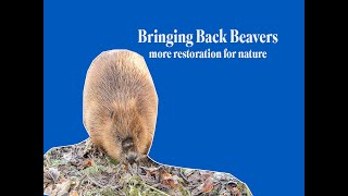 RELEASING A PAIR OF BEAVERS AT RSPB SCOTLANDS LOCH LOMOND RESERVE [upl. by Rothenberg]