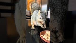 Peanuts and Walnuts shorts squirrel cute pet [upl. by Delmer]