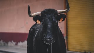 Toros segunda tarde Barrio Monseñor Fernando Ferris  Toro de calle [upl. by Leahey]