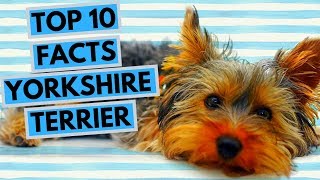 Yorkshire Terrier  TOP 10 Interesting Facts [upl. by Kera]